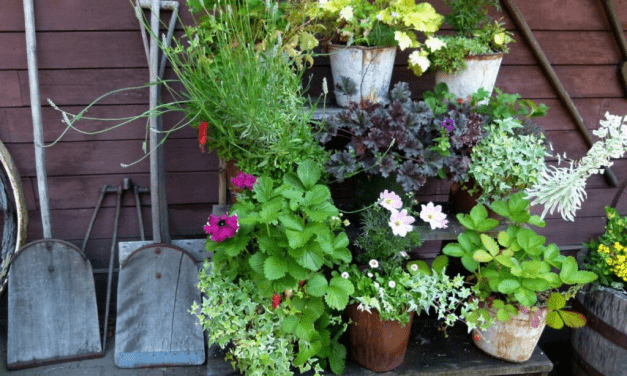 En plantage i baghaven – hvilke planter skal jeg plante?